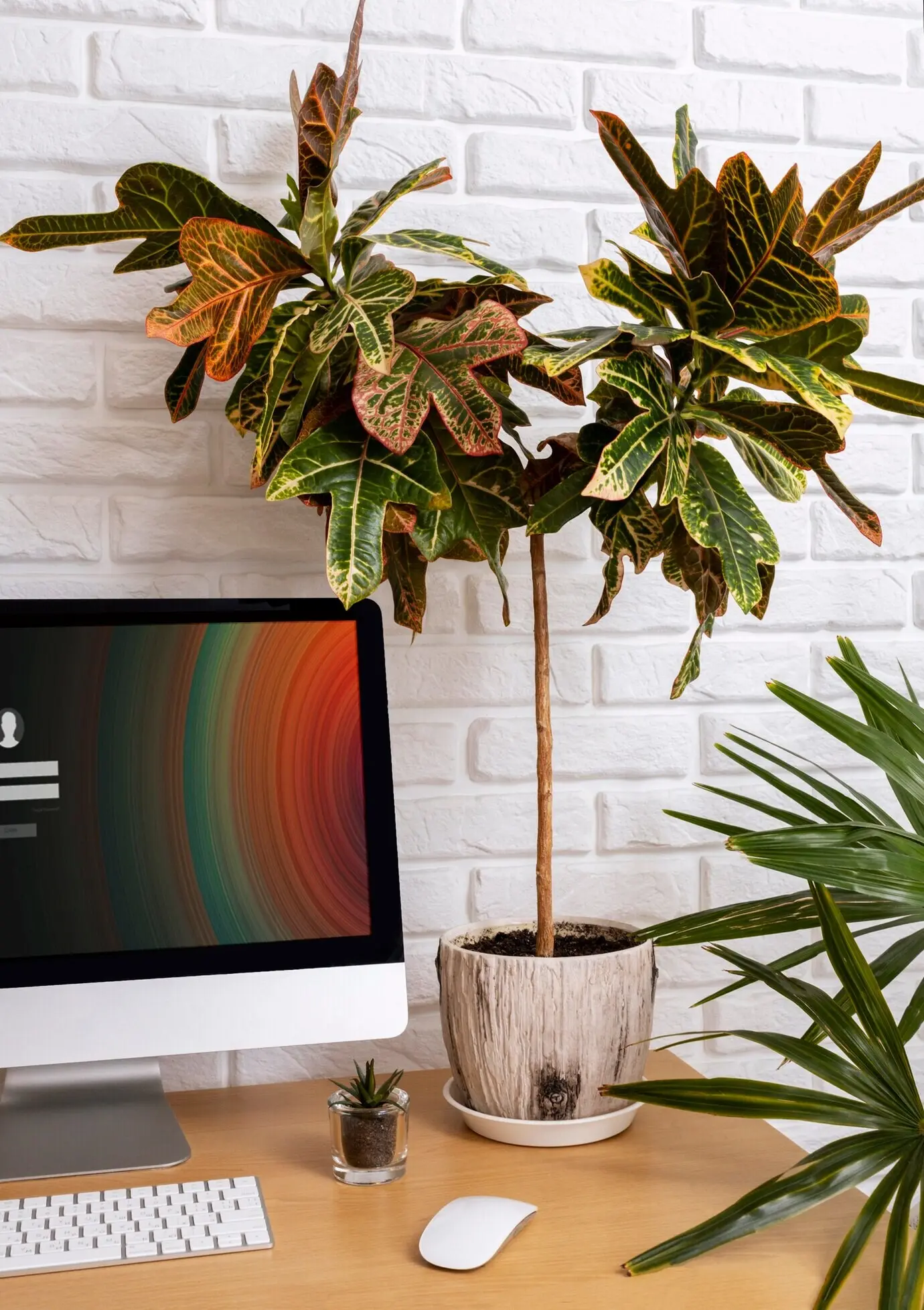 Schreibtischanordnung mit Monitor und Pflanze